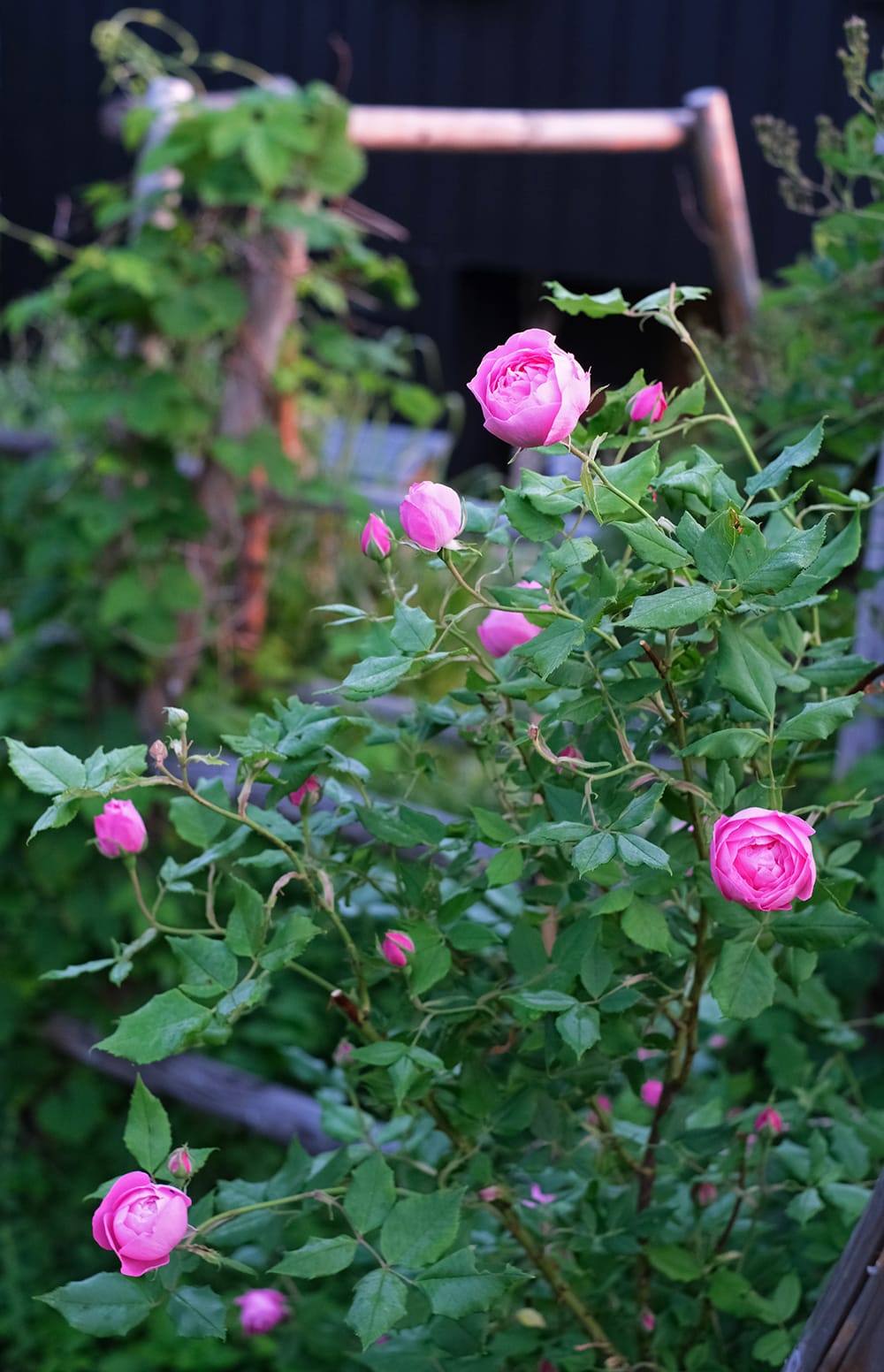 ラレーヌヴィクトリア ピンクのイングリッシュローズが庭で開花する