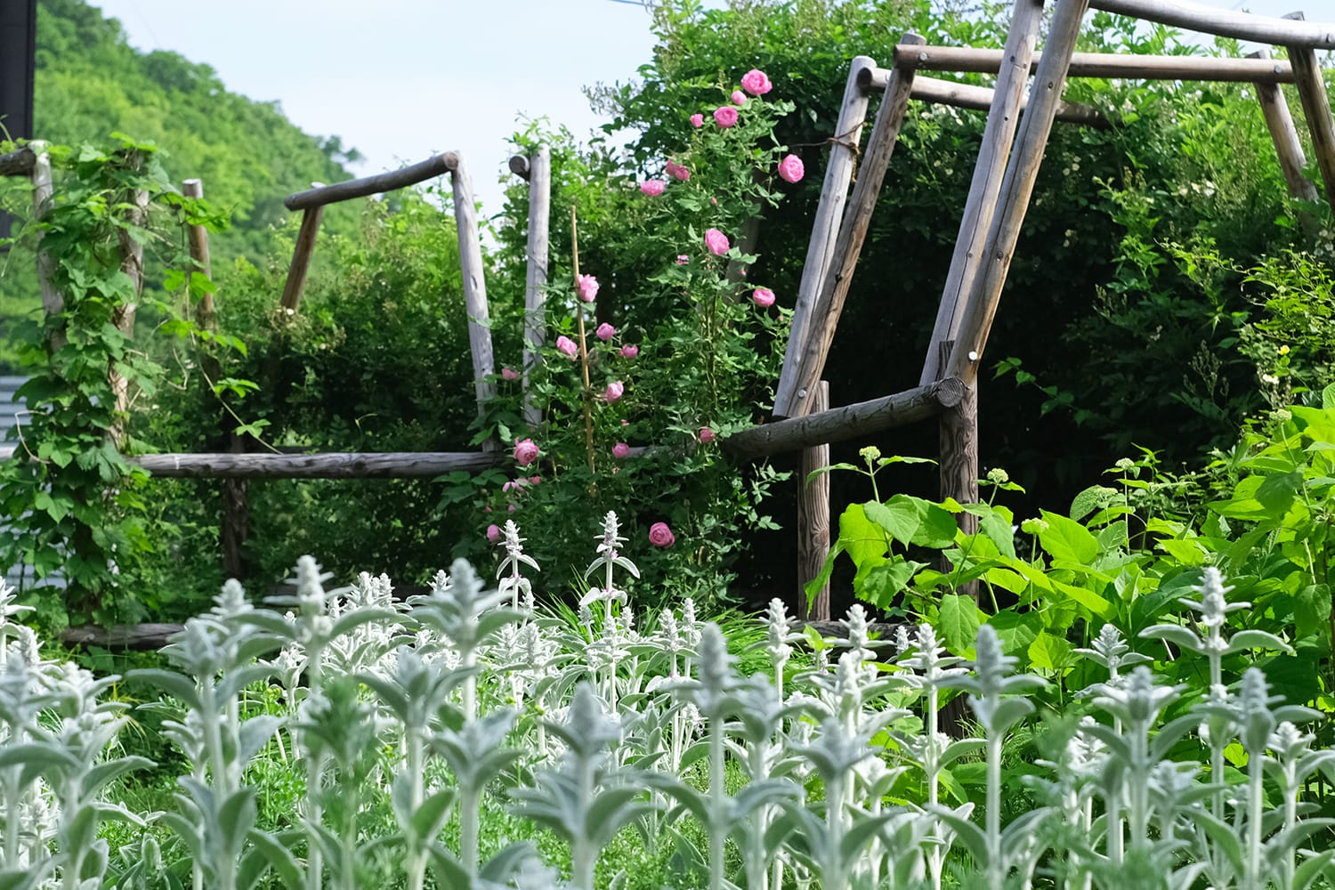札幌の庭の焼き丸太パーゴラで咲くピンク色のイングリッシュローズ