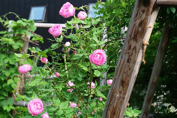 札幌の庭で咲くピンク色のイングリッシュローズ ラレーヌビクトリア