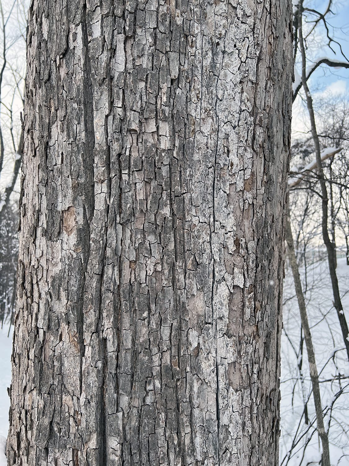 札幌市内住宅地の敷地に生えるオヒョウニレの樹皮