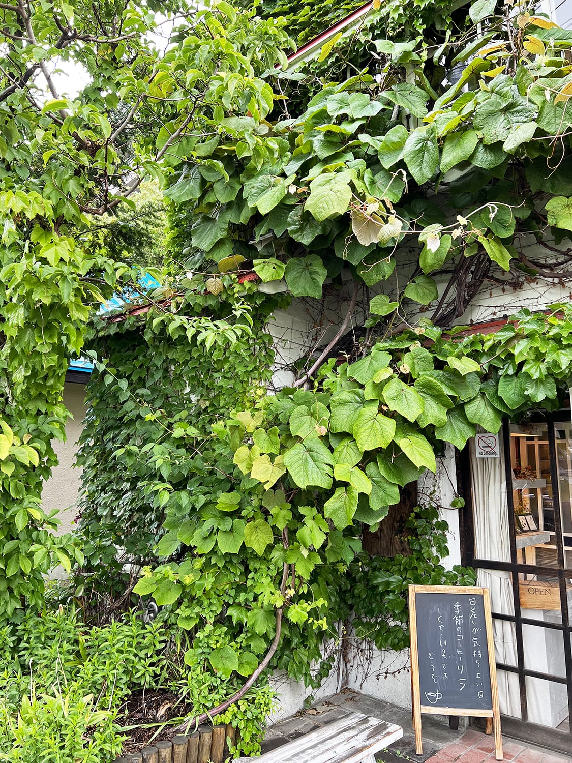 カフェ森彦の入口でひしめくヤマブドウの葉