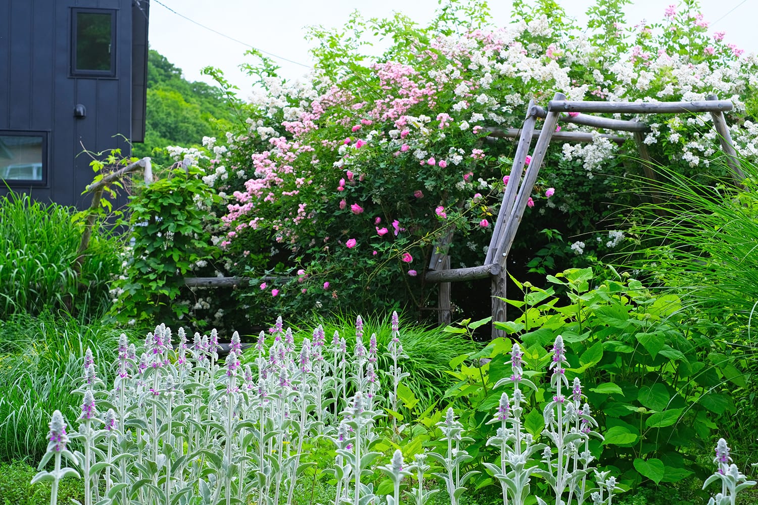 初夏の札幌の庭のバラのパーゴラ