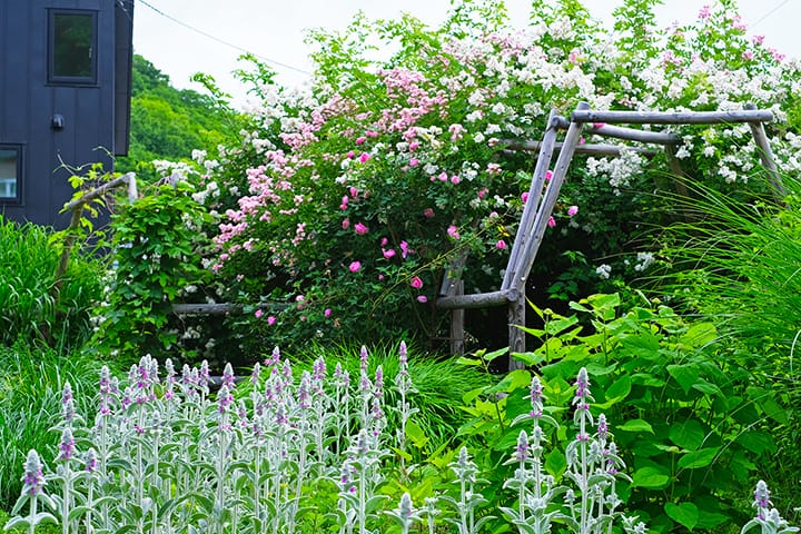 初夏6月の北海道札幌の庭メドウガーデン