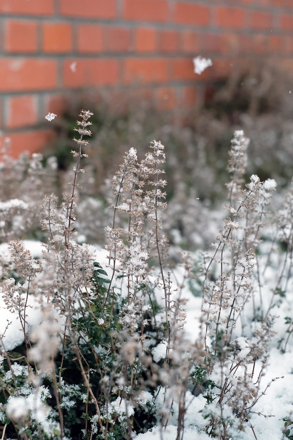コモンタイムの枯れた花房に雪が降りかかる