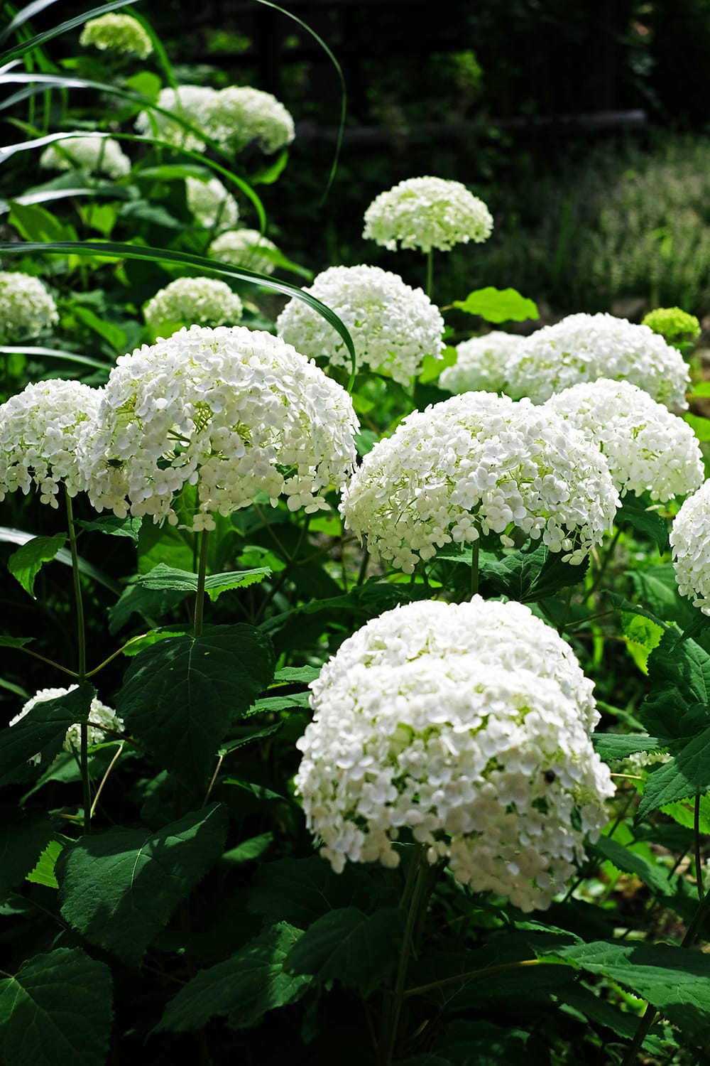 アナベルの純白な花房
