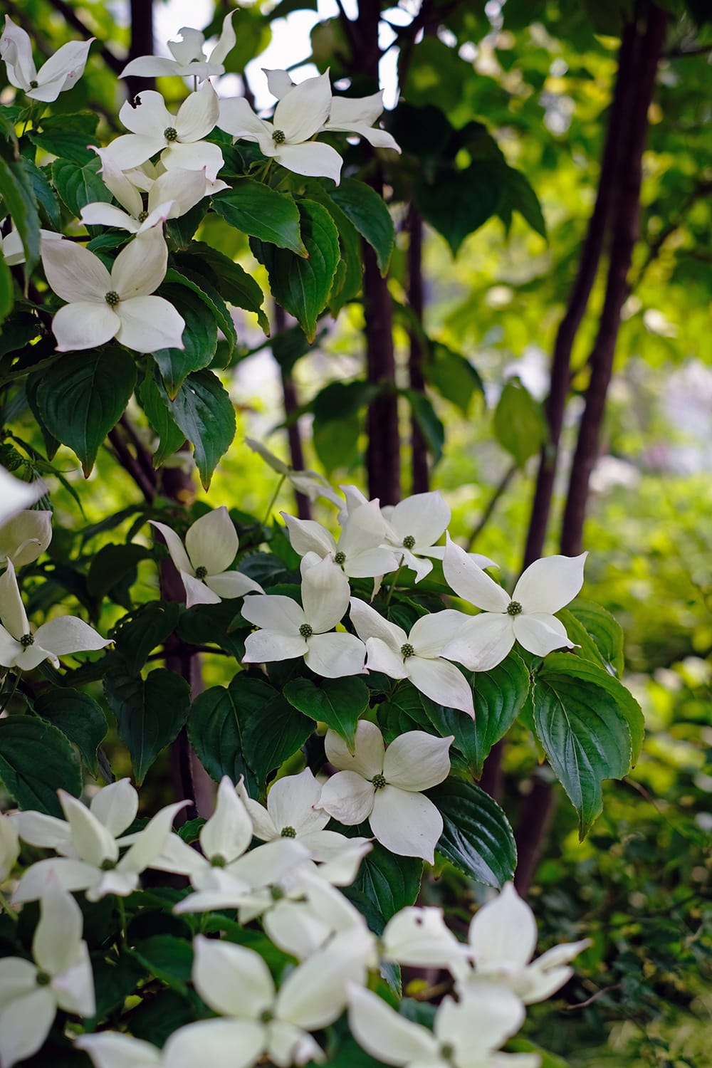 ヤマボウシの白い花（十字総包片）