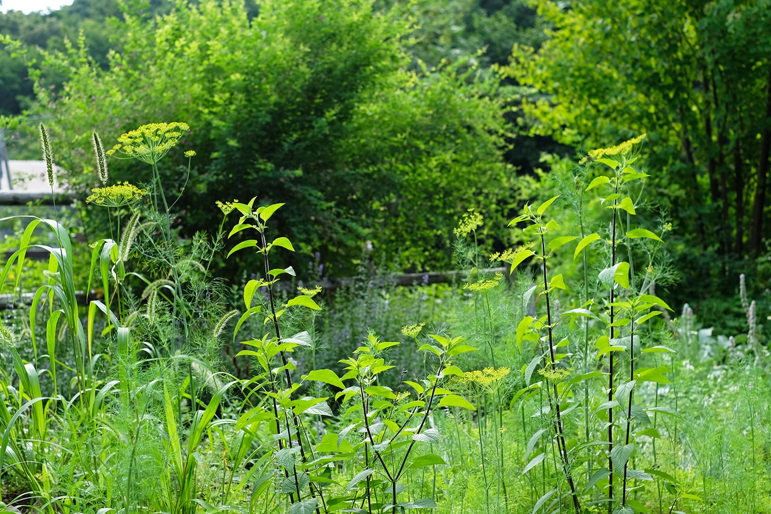 ハーブとグラスの初秋の庭の茂みはエノコログサ（猫じゃらし）ディル メドウセージ ヒソップ