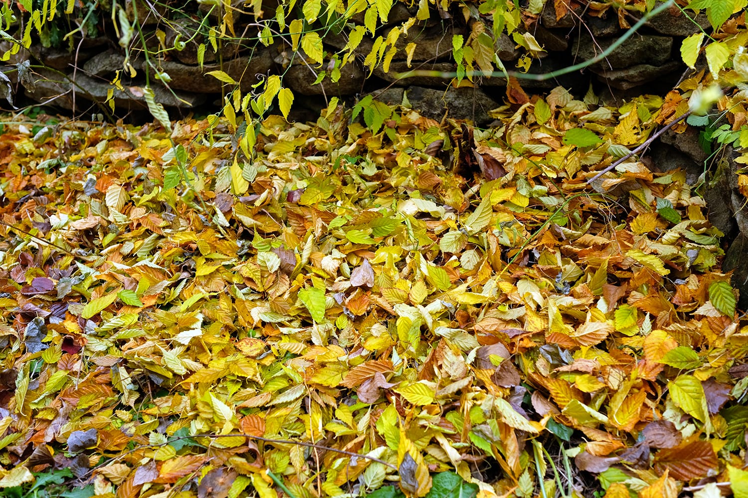 ヤマブキの黄葉の落葉