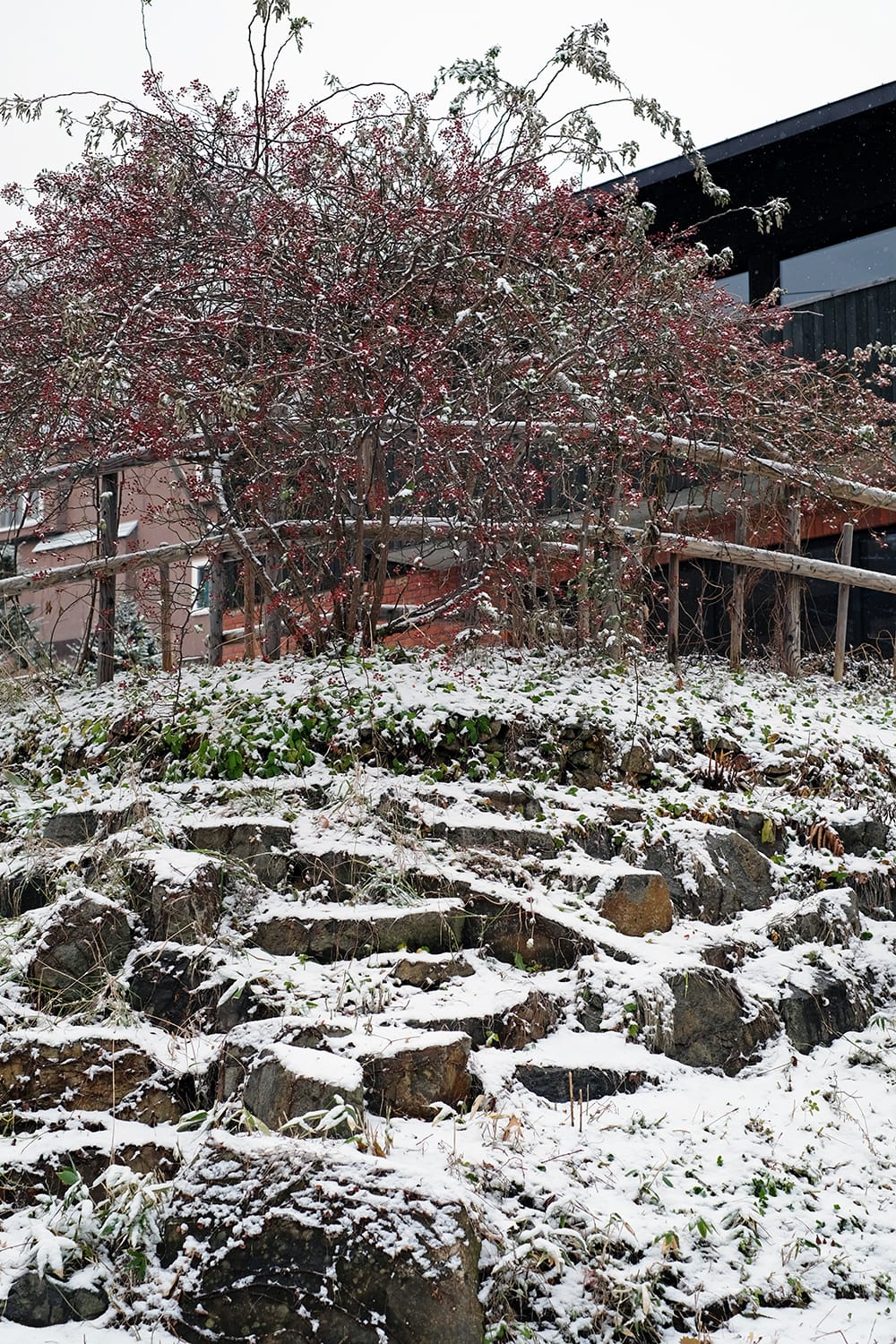 雪が降りかかった野バラの茂みと石積み