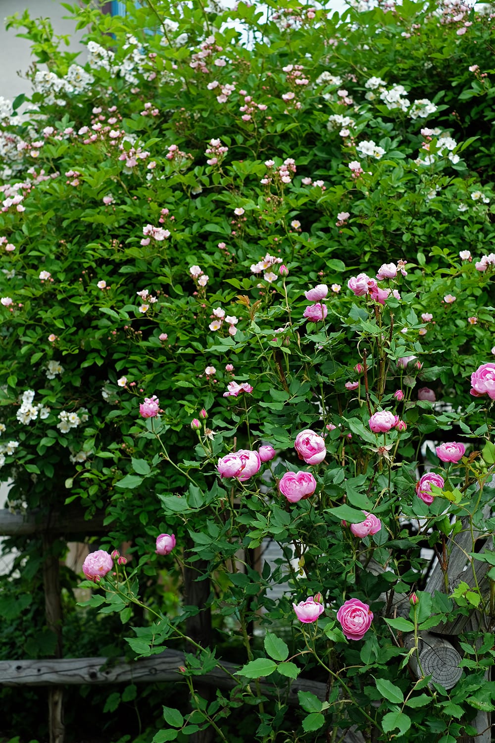 野薔薇の白花とピンク花とローズのラレーヌビクトリア