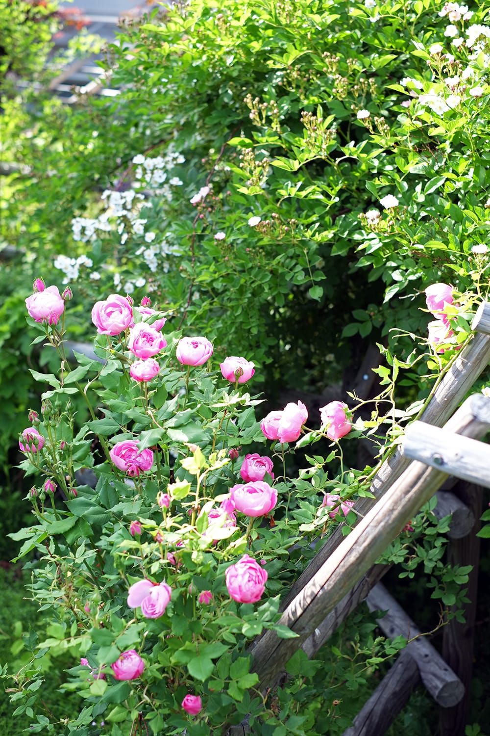ラレーヌ ビクトリアと野薔薇の咲くパーゴラ