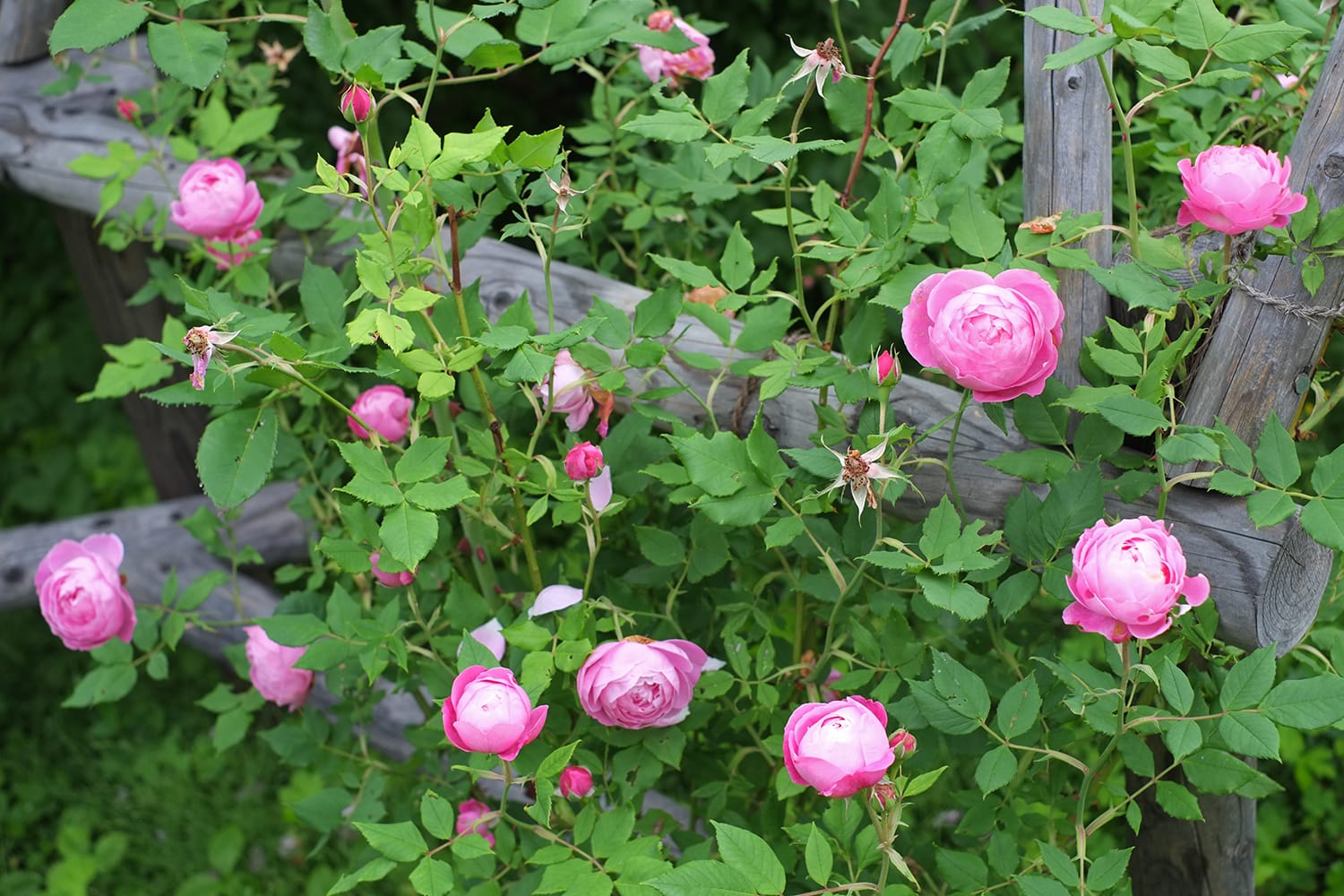 バラのパーゴラで咲くラレーヌ ビクトリア
