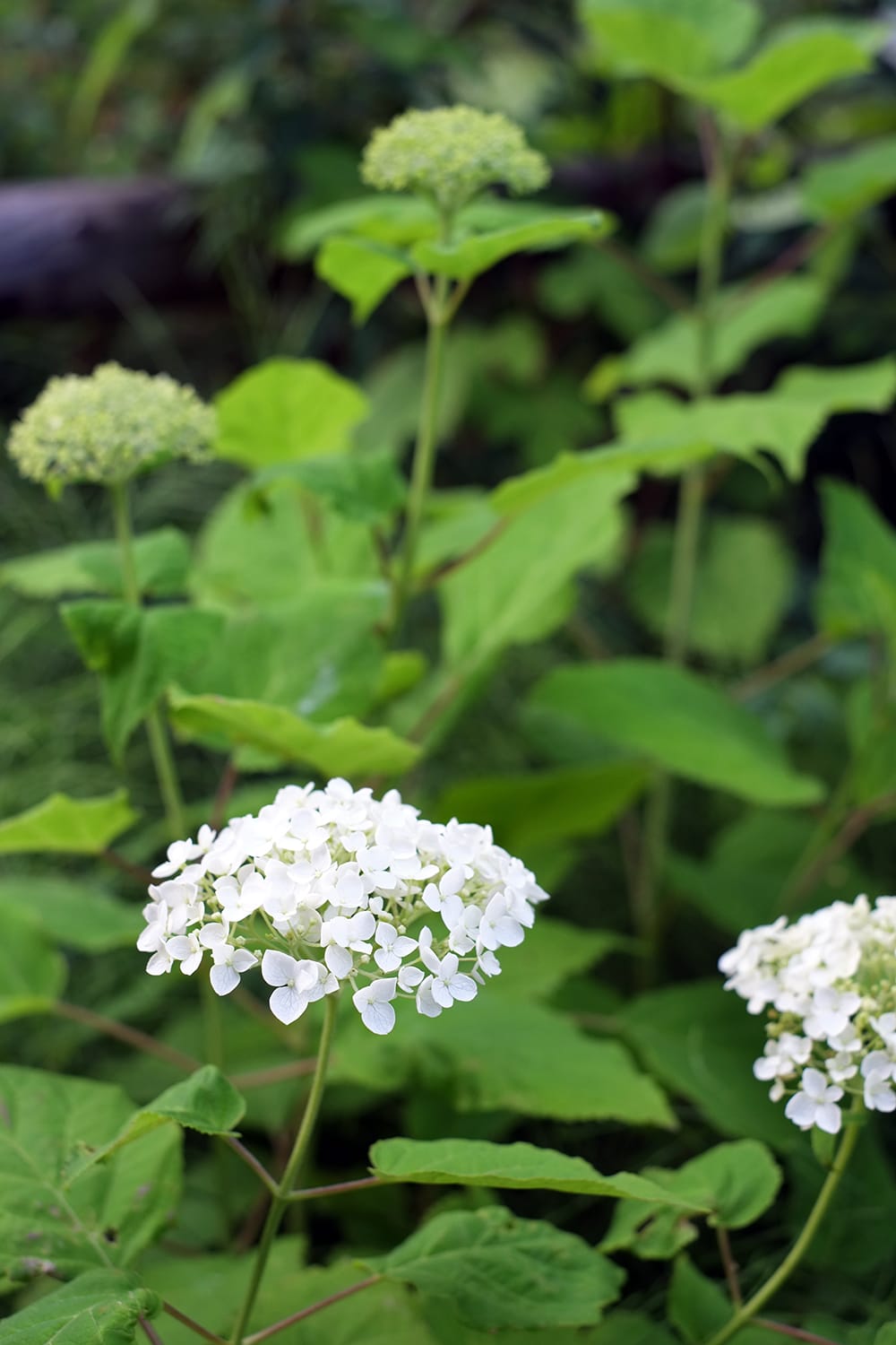 アナベルの小さい白い花房