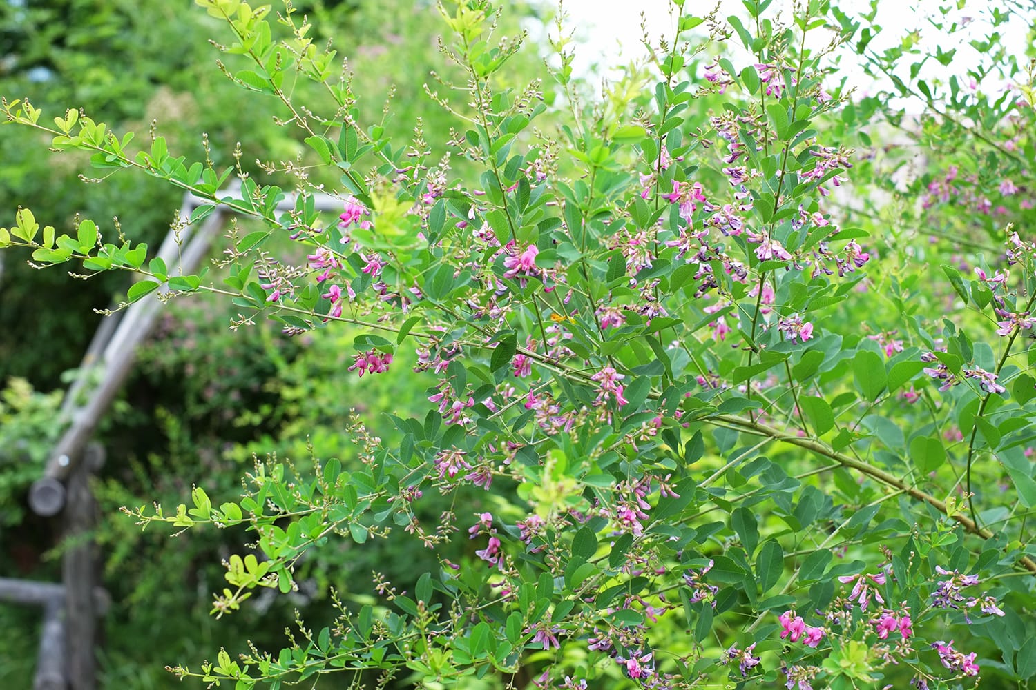ヤマハギ 山萩の花