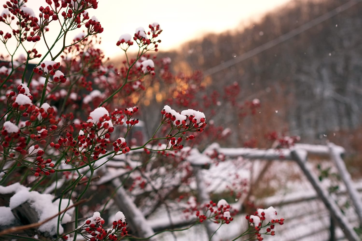野薔薇の実に雪が積もる