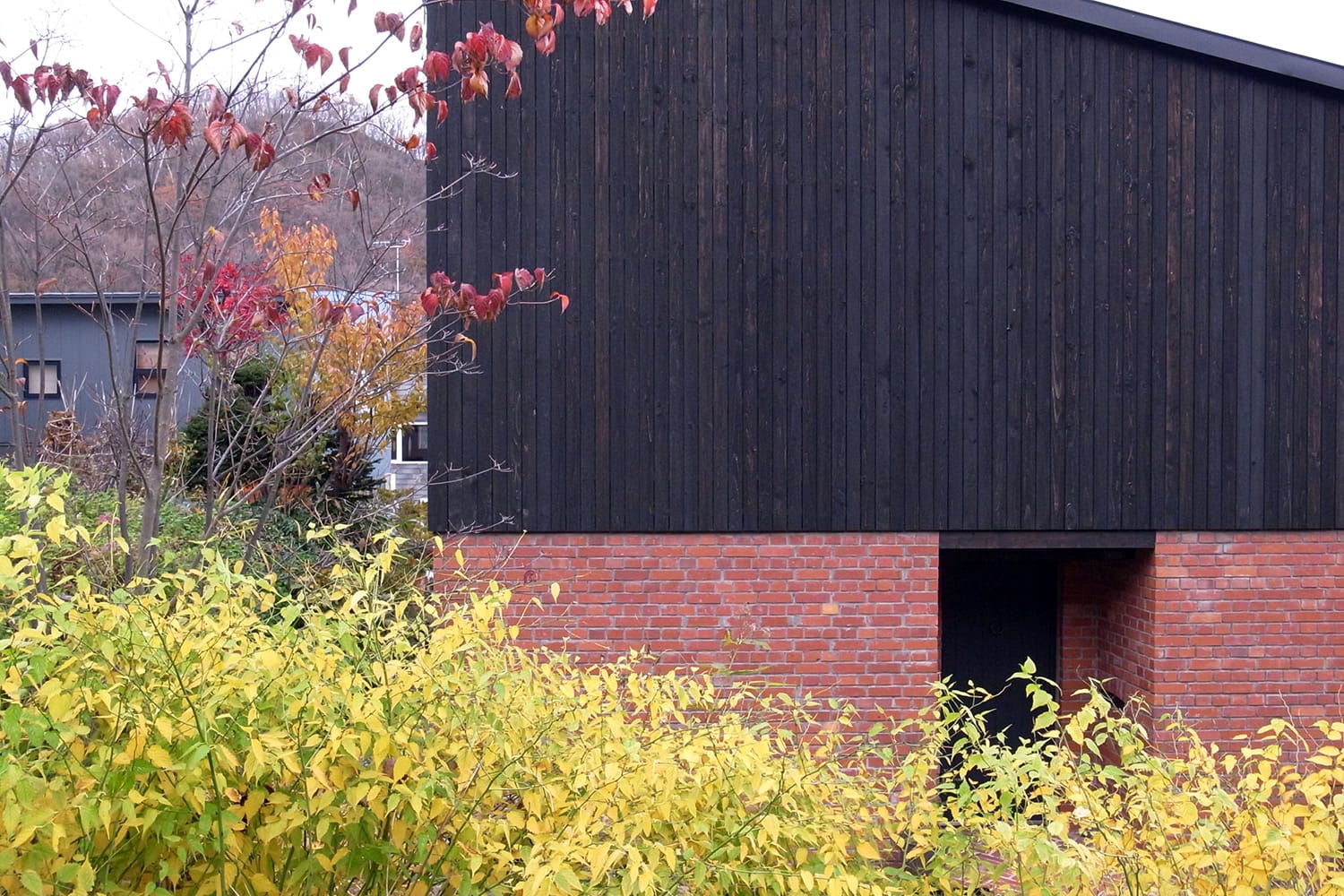 ヤマブキの黄葉と赤レンガ積みと墨色の板壁