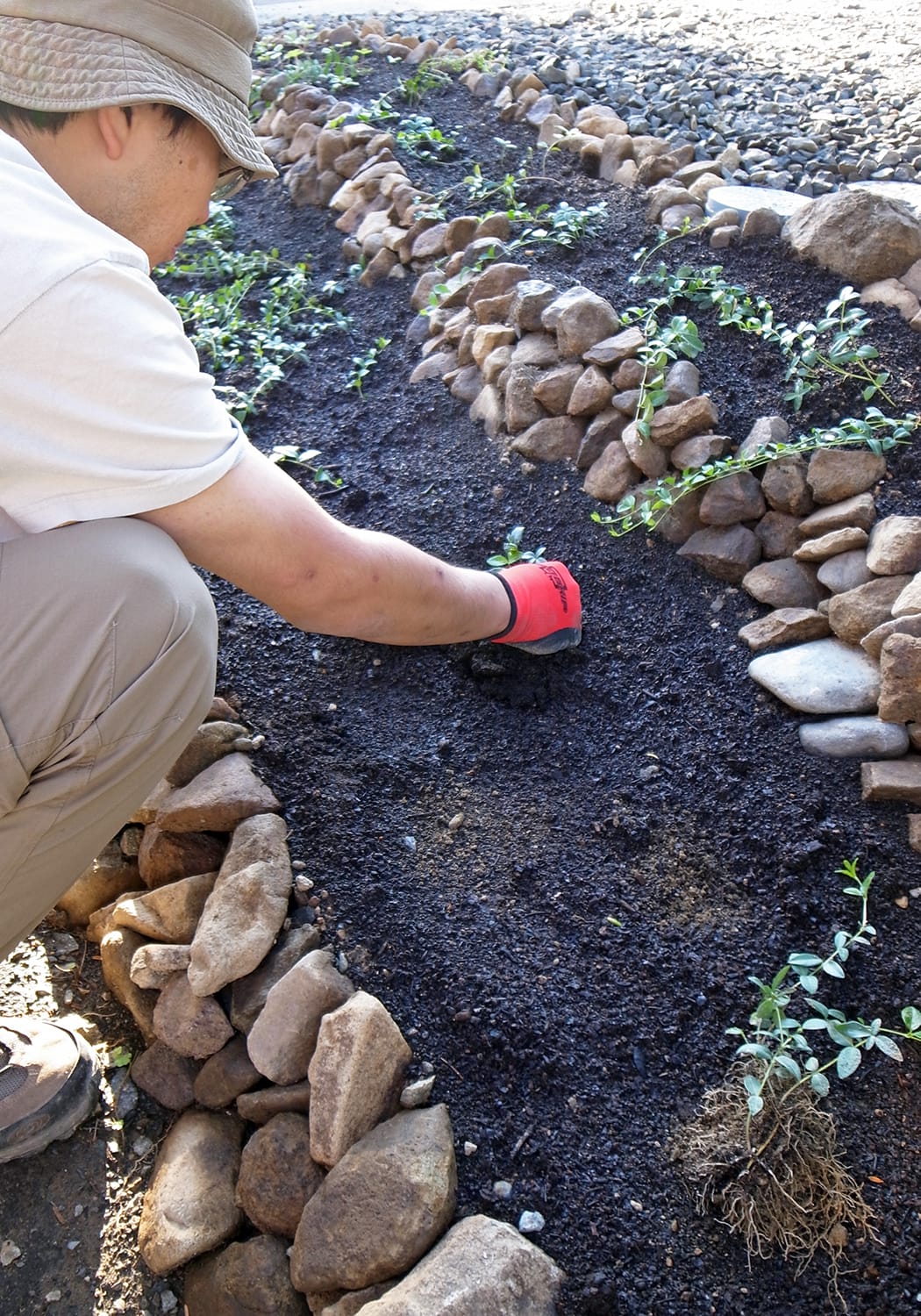 石積み花壇にヒメツルニチニチソウ（ビンカミノール）を植える