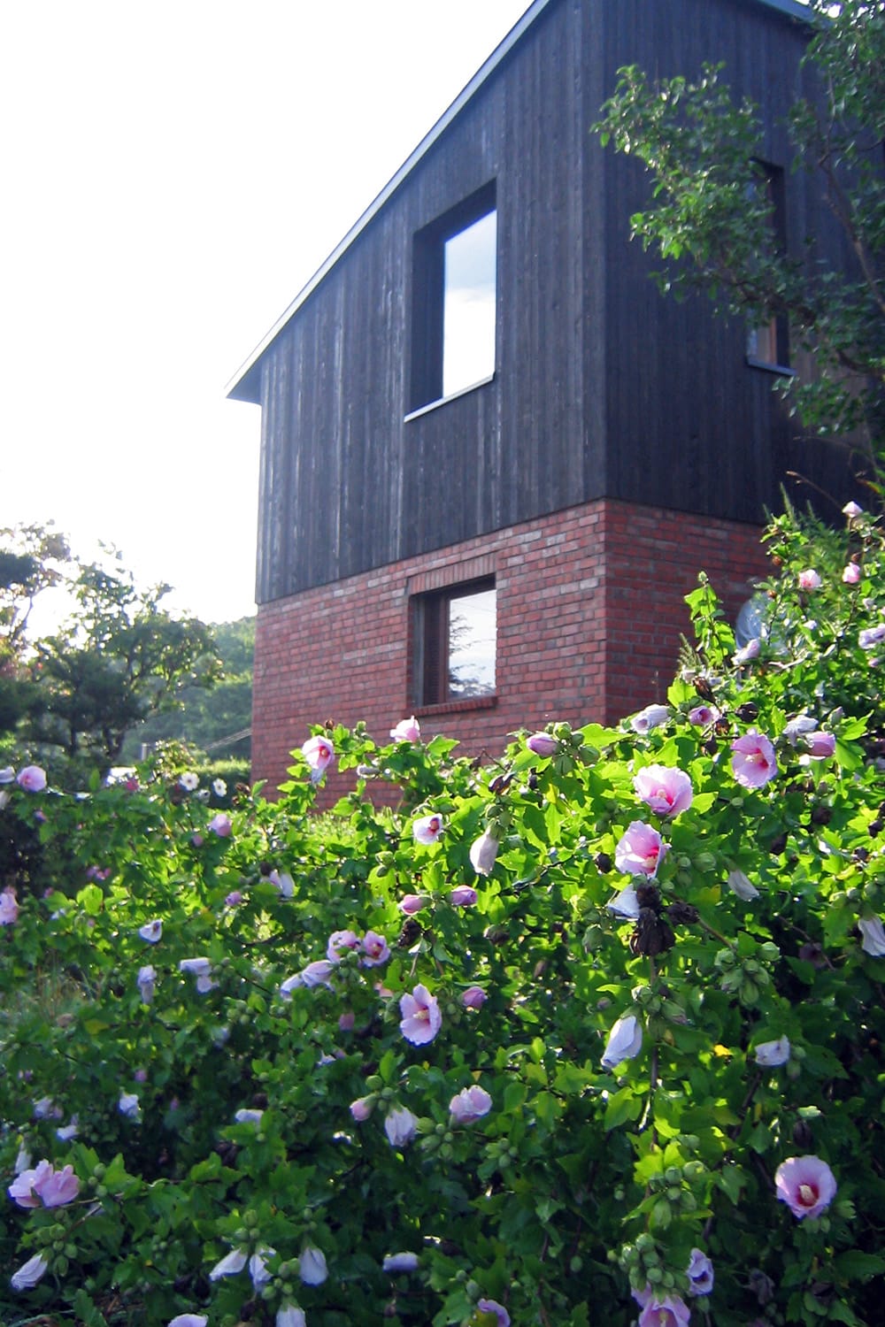 ムクゲの花と赤レンガと黒い板張りの家