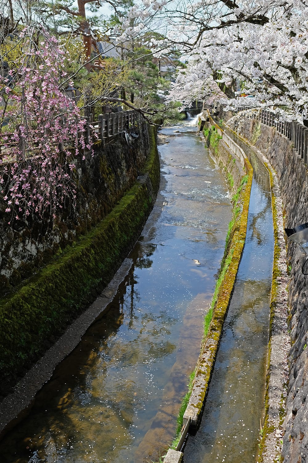 飛騨高山の江名子川の川面を流れる散った桜の花びら