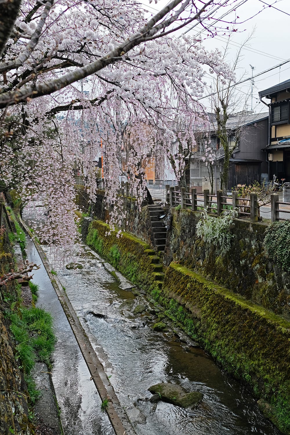江名子川の石積みの護岸壁と階段と満開の枝垂桜（シダレザクラ）
