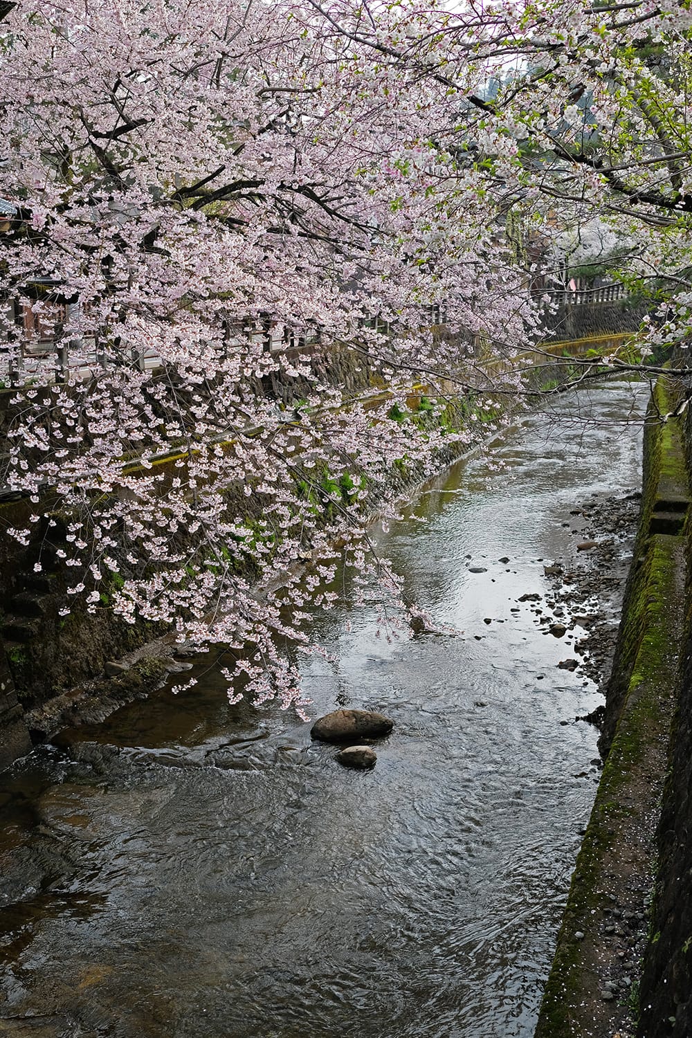 高山の江名子川に覆うように咲く桜ソメイヨシノ