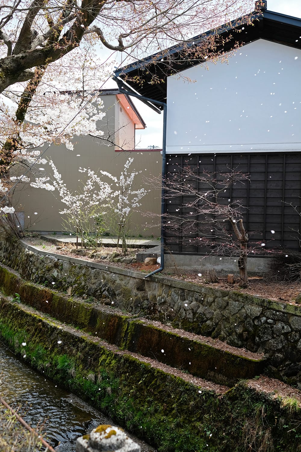 江名子川に架かる左京橋の袂の桜（ソメイヨシノ）の古木が花びらを散らし花吹雪 東山白山神社の屋台蔵
