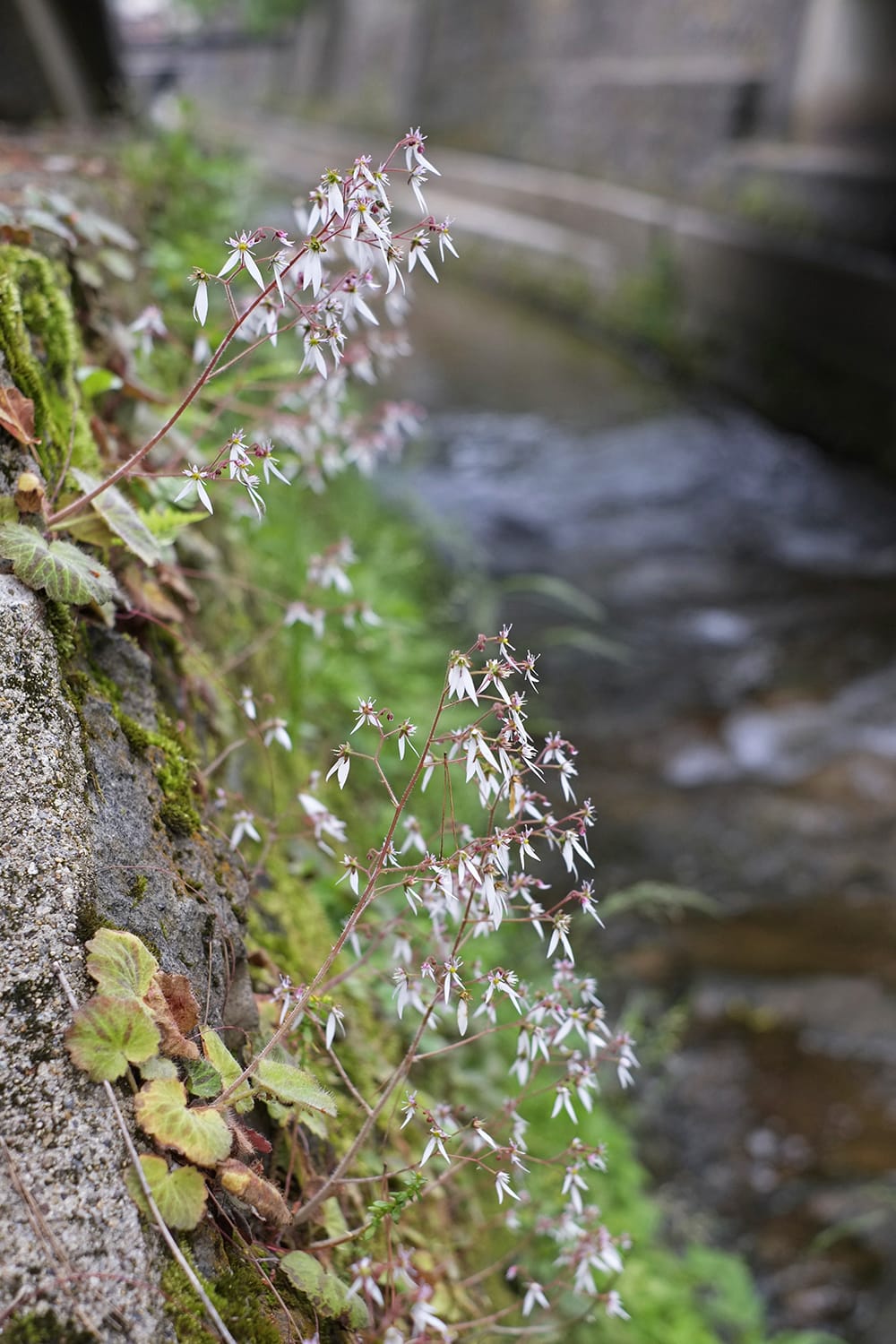 江名子川の護岸石積みでひっそりと咲くユキノシタ