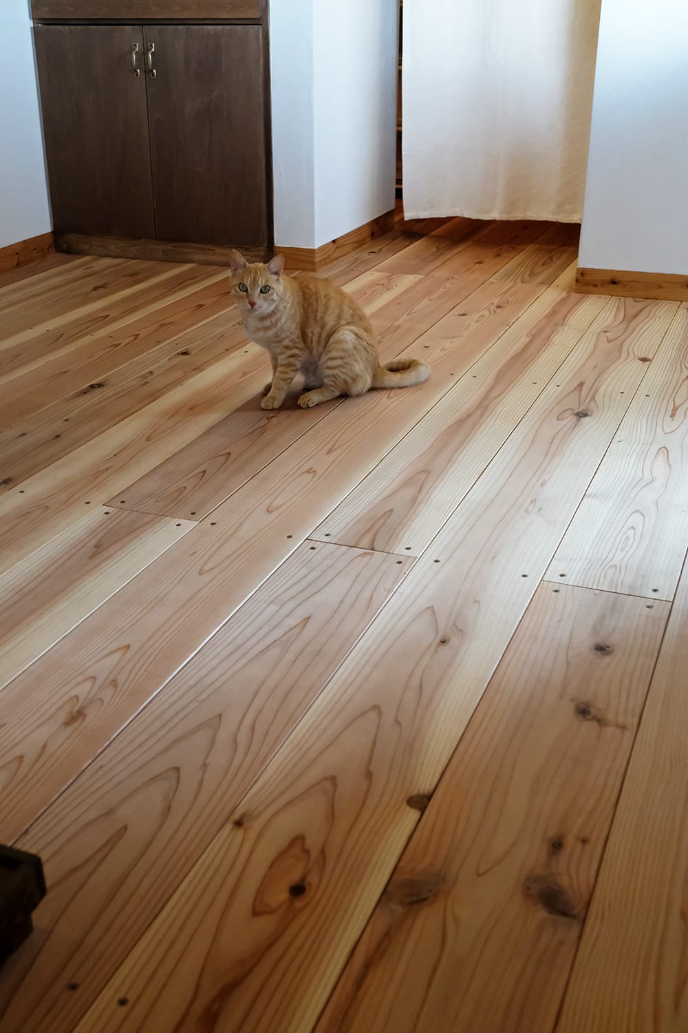 チャトラ（茶寅）柄の猫と杉板の床