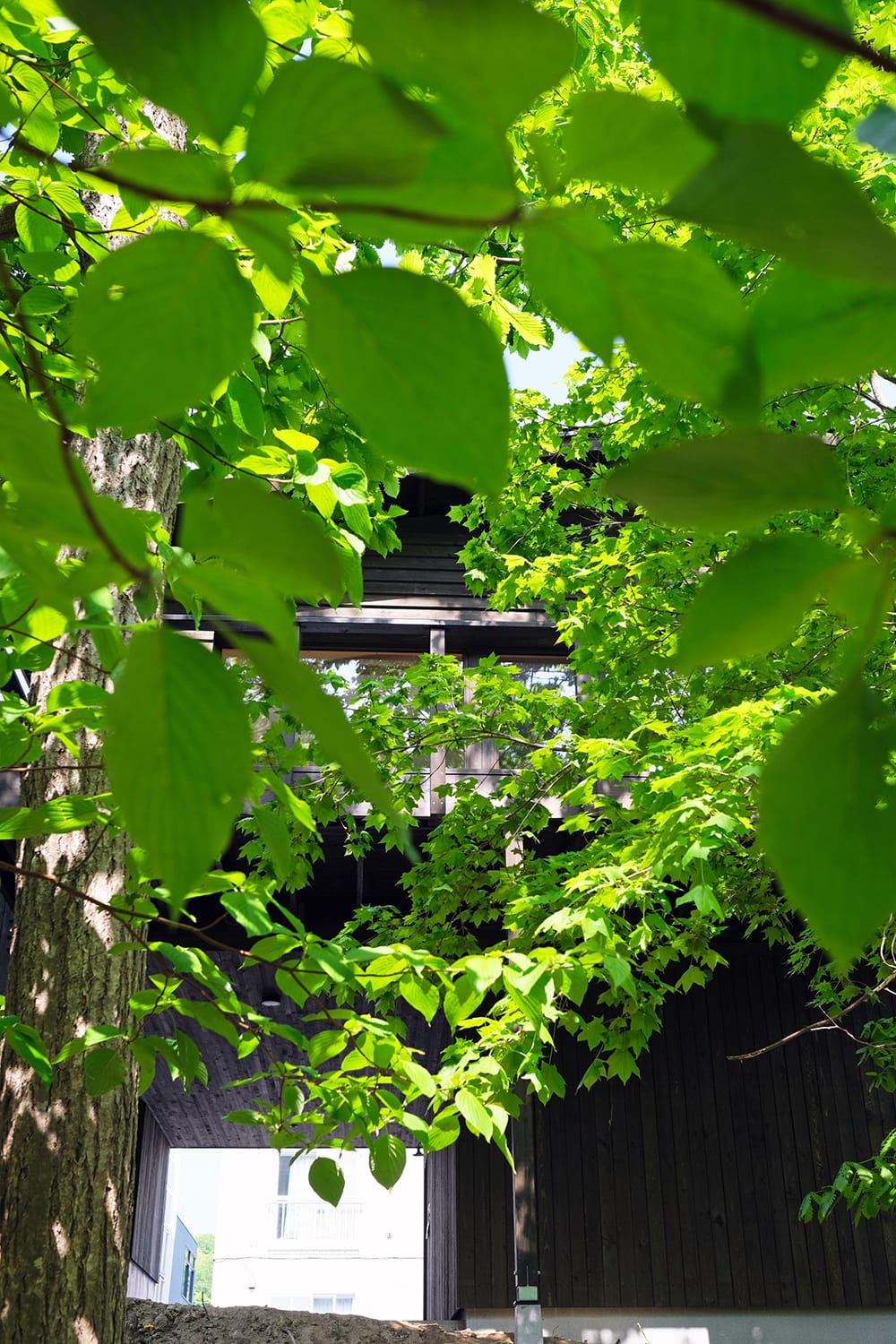 ミズナラ・イタヤカエデ・ミズキの樹々をまとう札幌の森の家