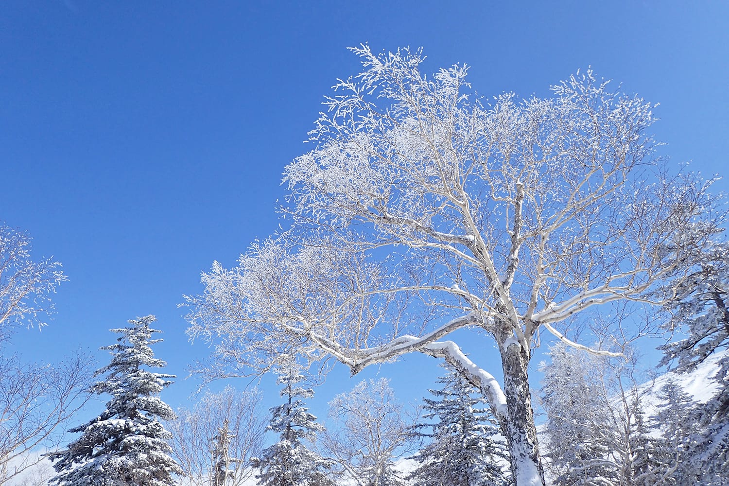 三段山のダケカンバの樹氷と青空
