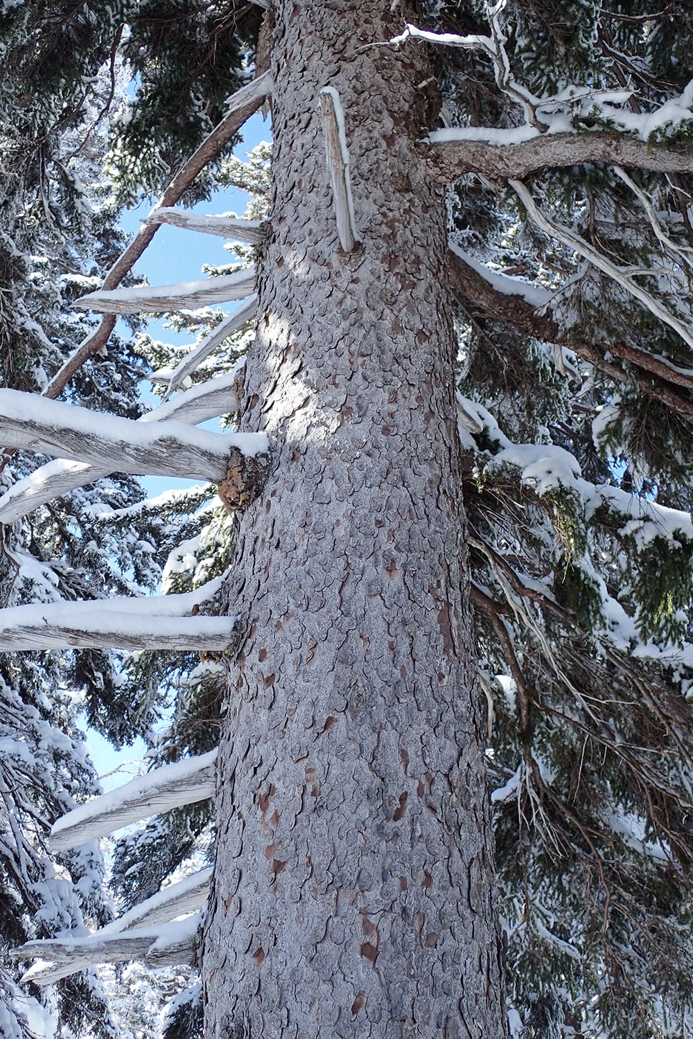 三段山のエゾマツのウロコ状の樹皮