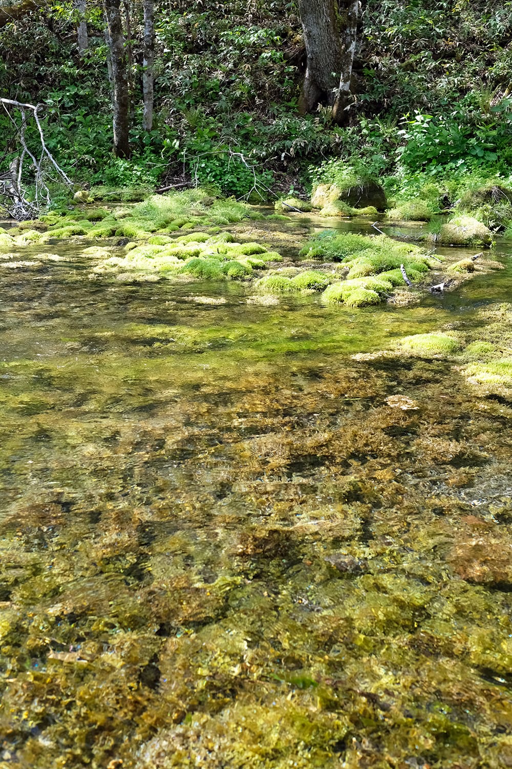 釧路川源流部の湧水と苔