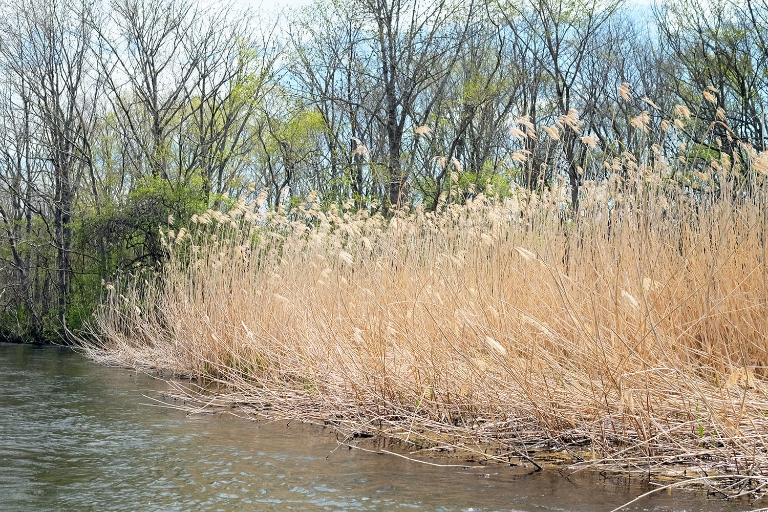 春の釧路川の枯れた葦原葭原