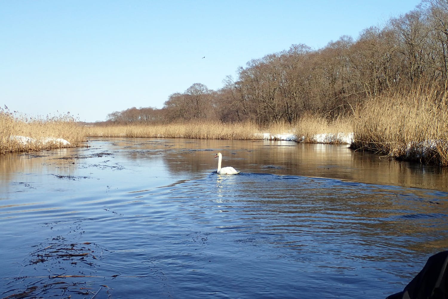 美々川でカヌーを先導する白鳥