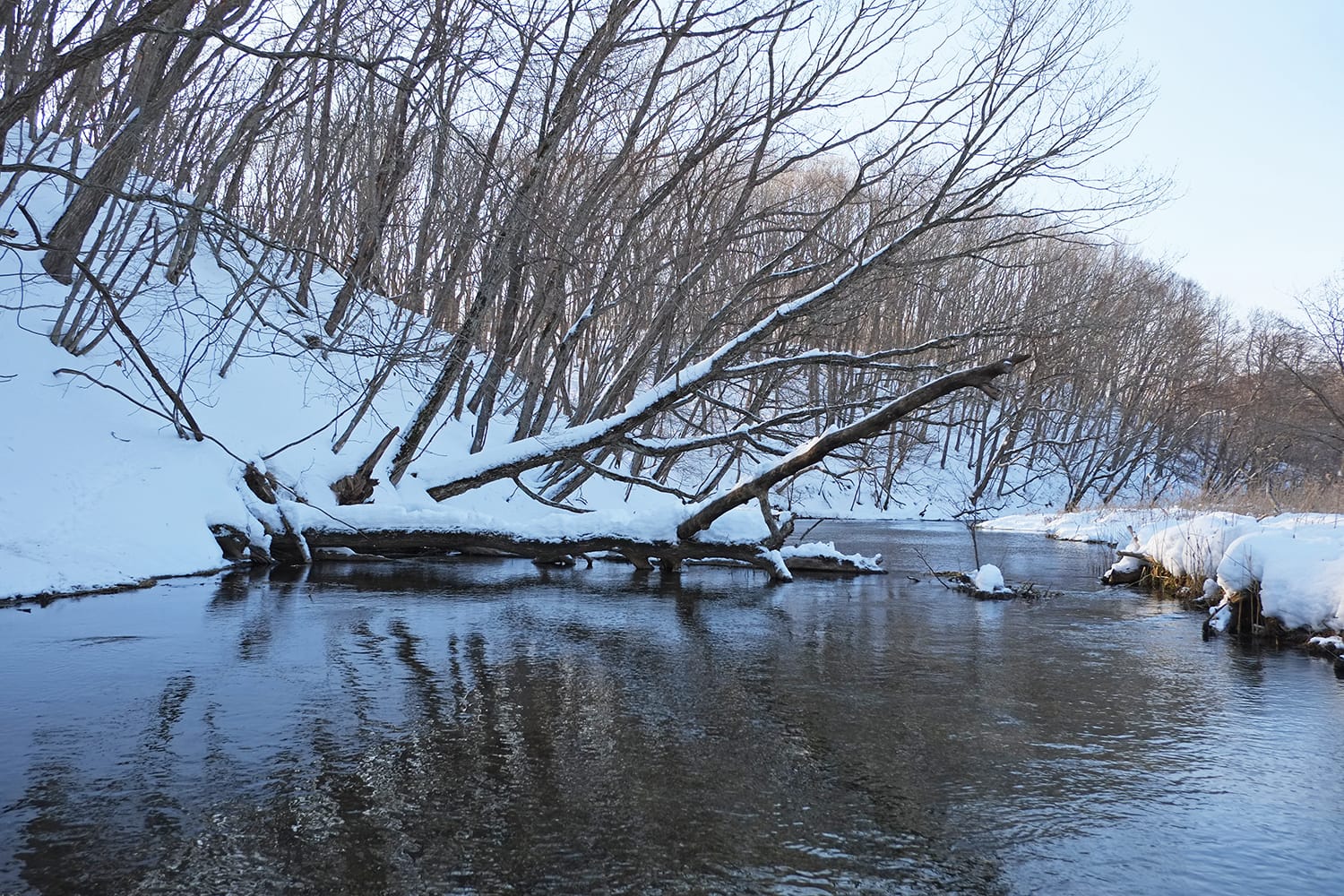 冬の美々川の支流パンケナイ川の倒木