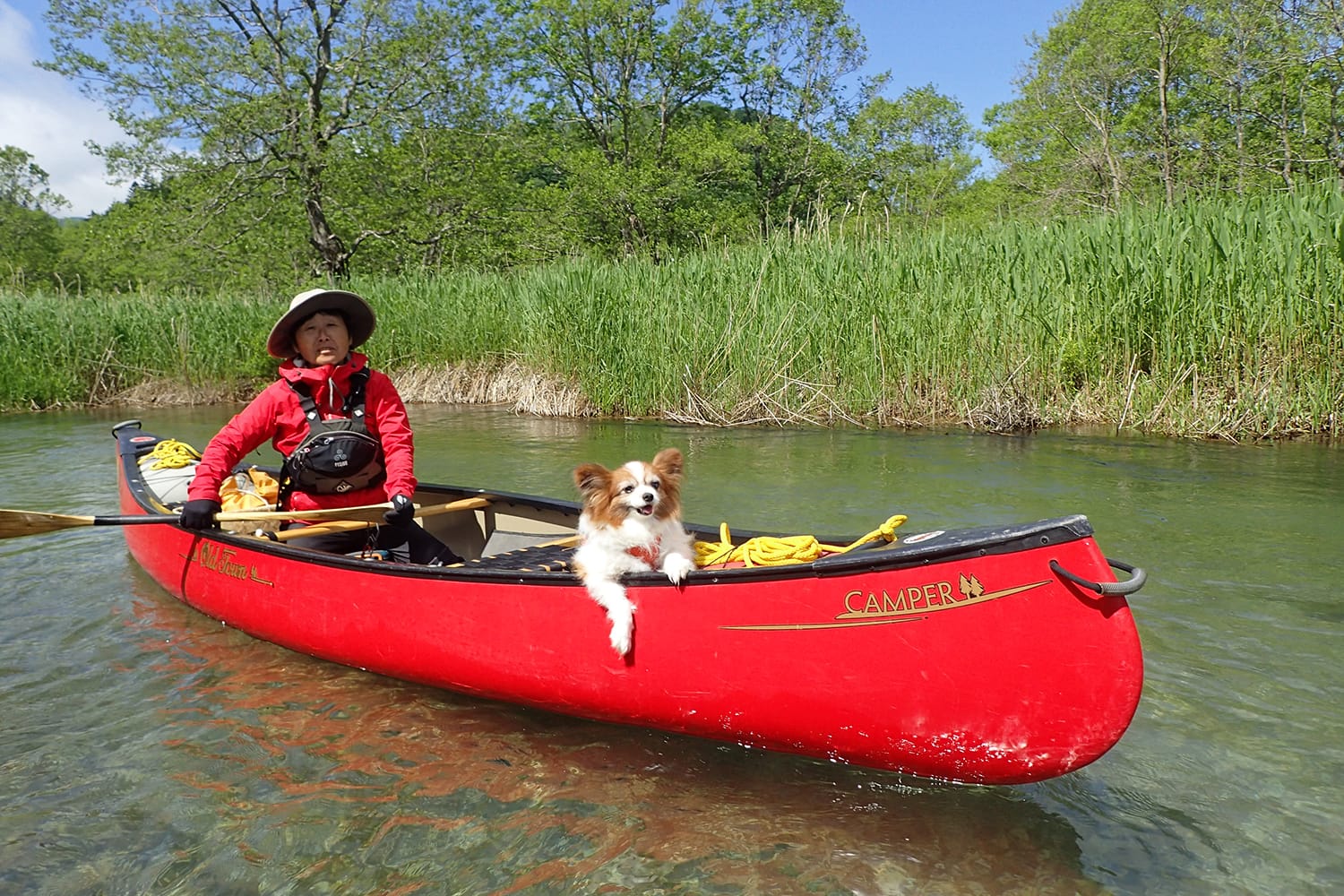 釧路川をカヌーで川下りするパピヨン犬