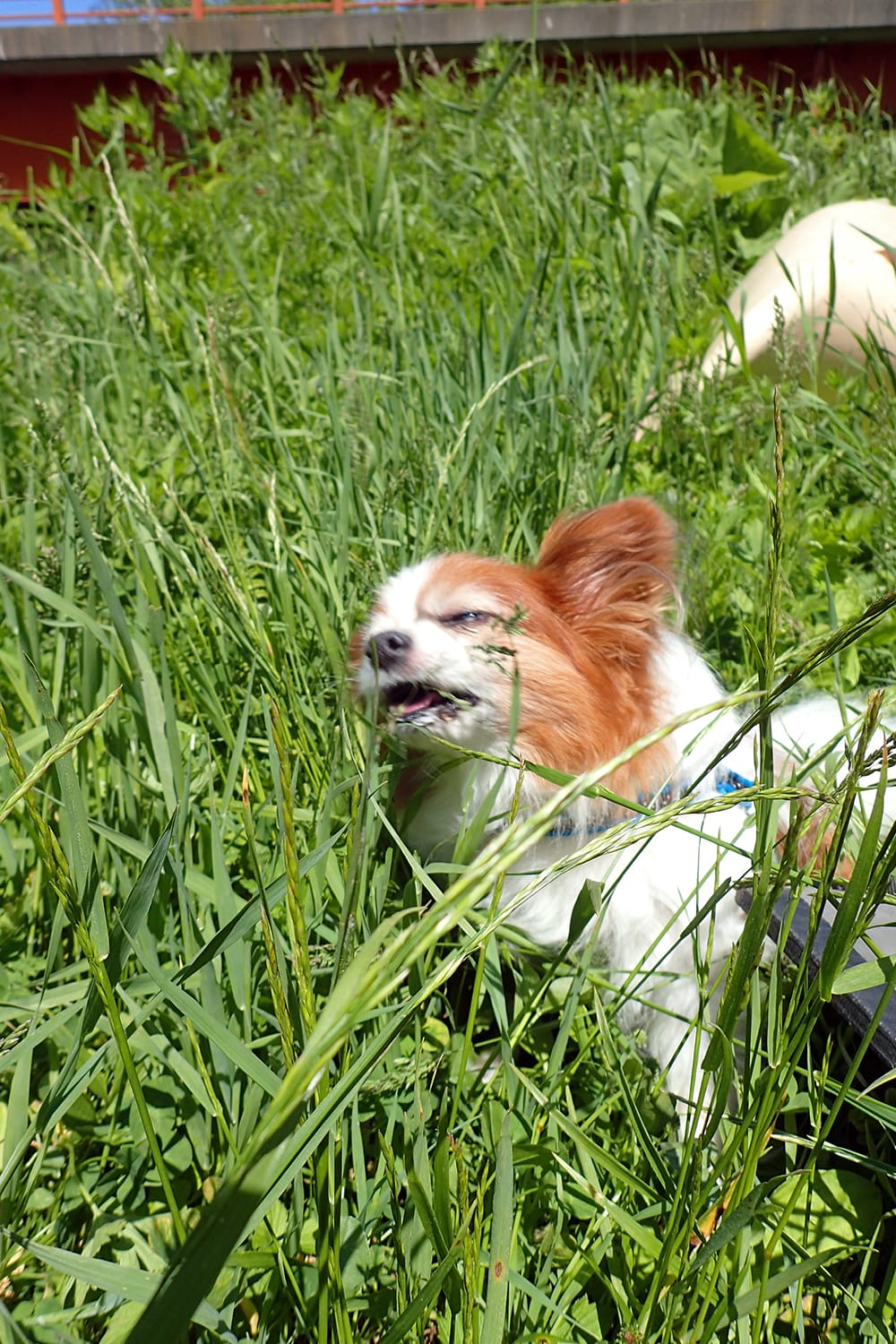草むらでまどろみそうなパピヨン犬