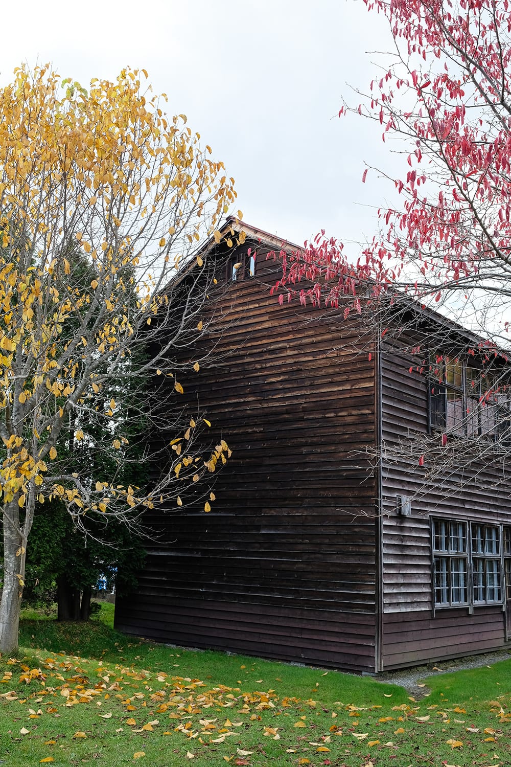 アルテピアッツァ美唄の木造校舎とコブシの黄葉とサクラの紅葉
