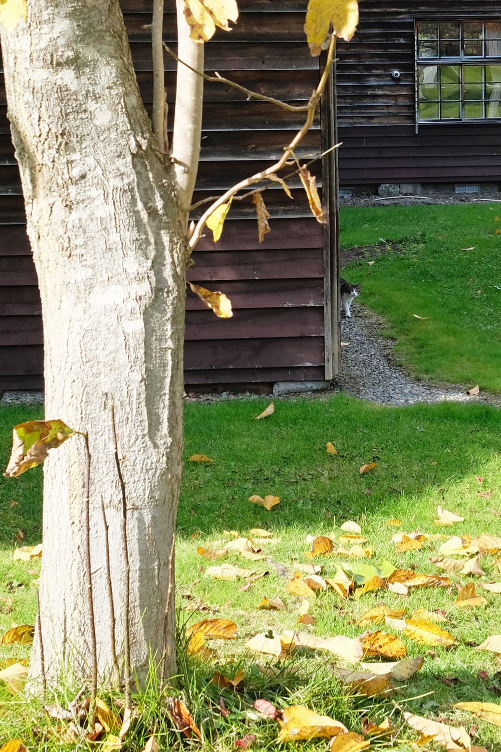 木造校舎の脇から猫が覗く