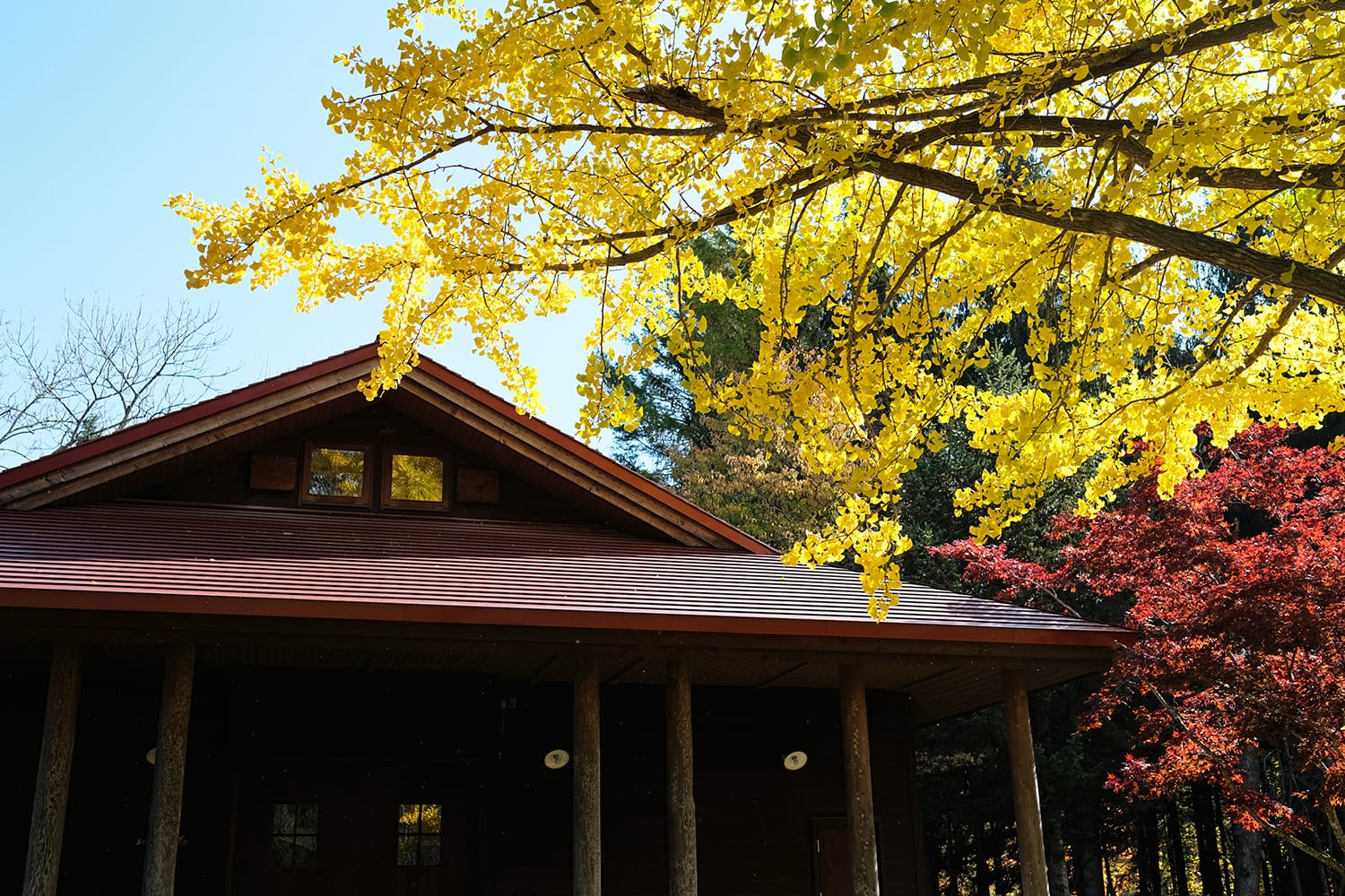 カフェアルテの赤い屋根とイチョウの黄葉