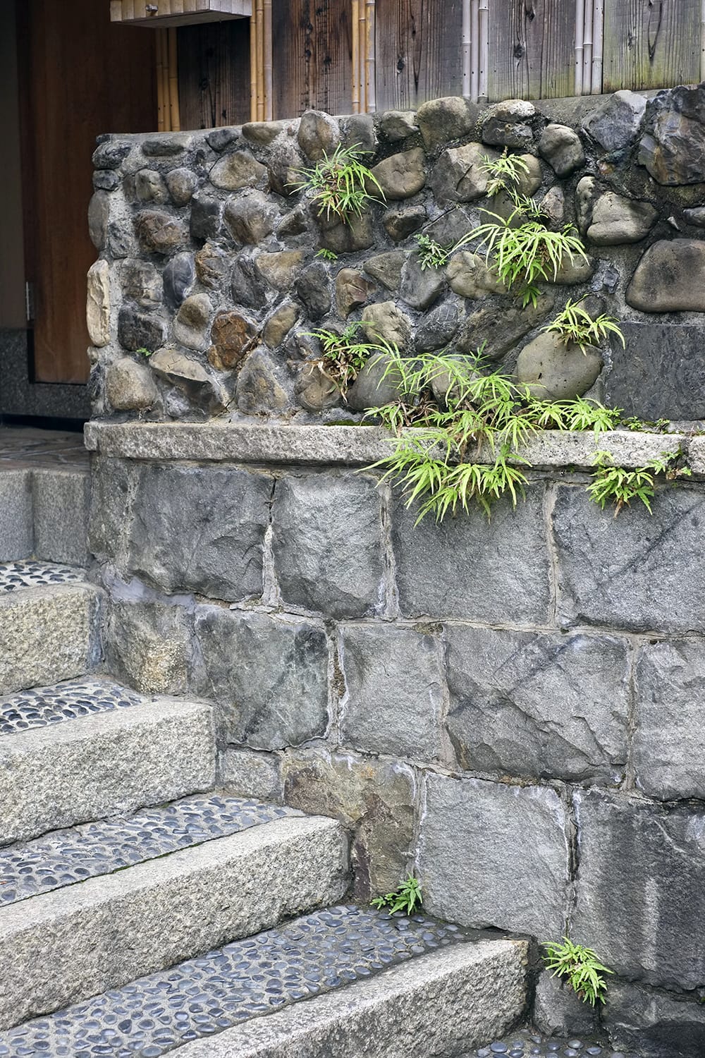 京都祇園の石塀小路の石垣にはえるイノモトソウ