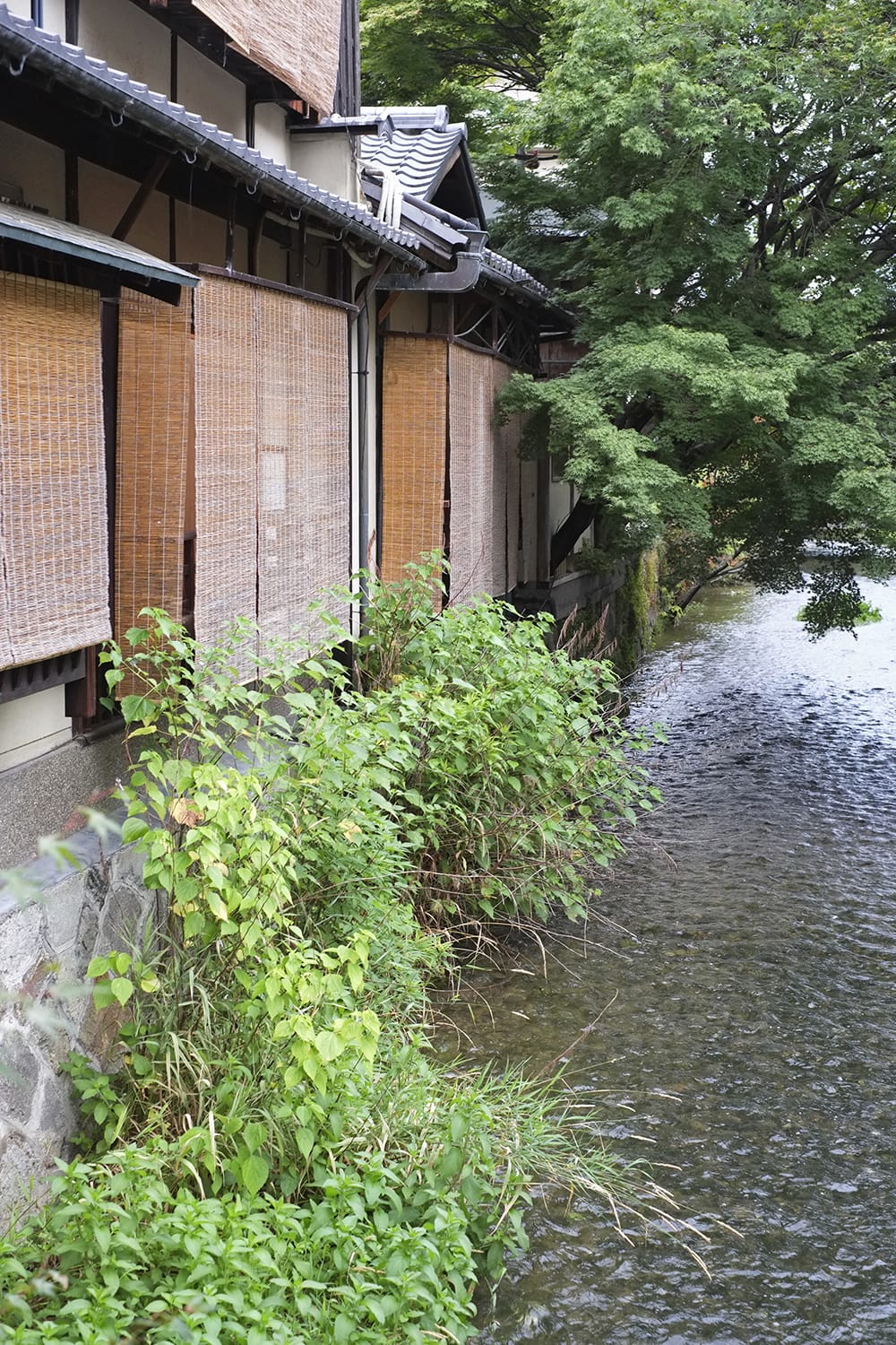 新橋から眺める簾の掛かる川端茶屋様式の京町家と白川のせせらぎ