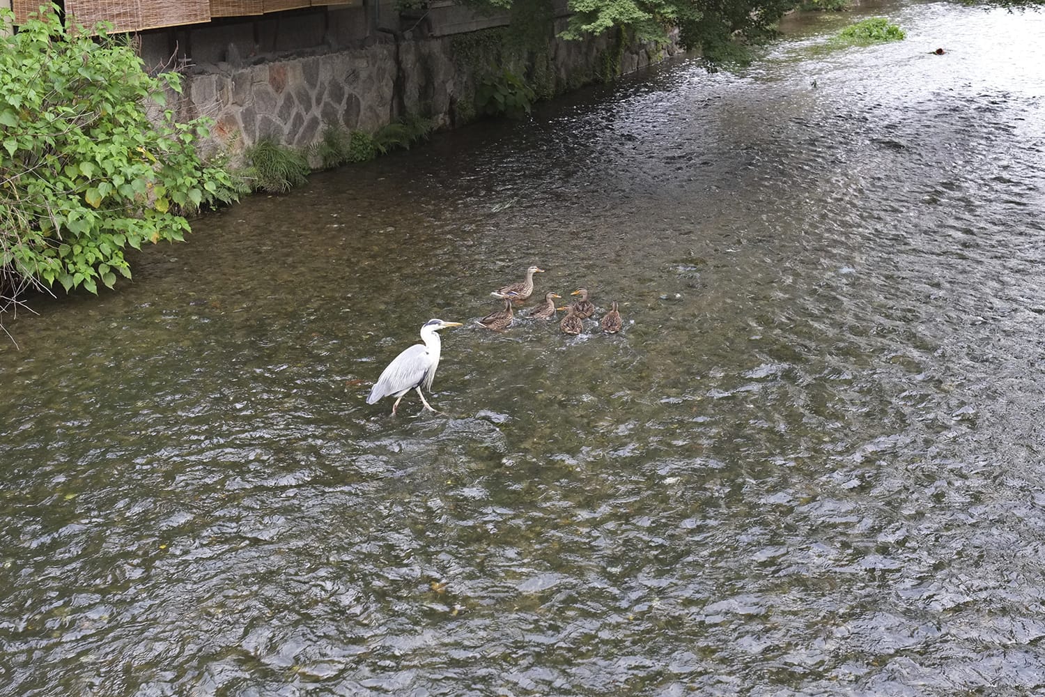 7月の京都祇園の白川の新橋近くで子育てするアオサギ