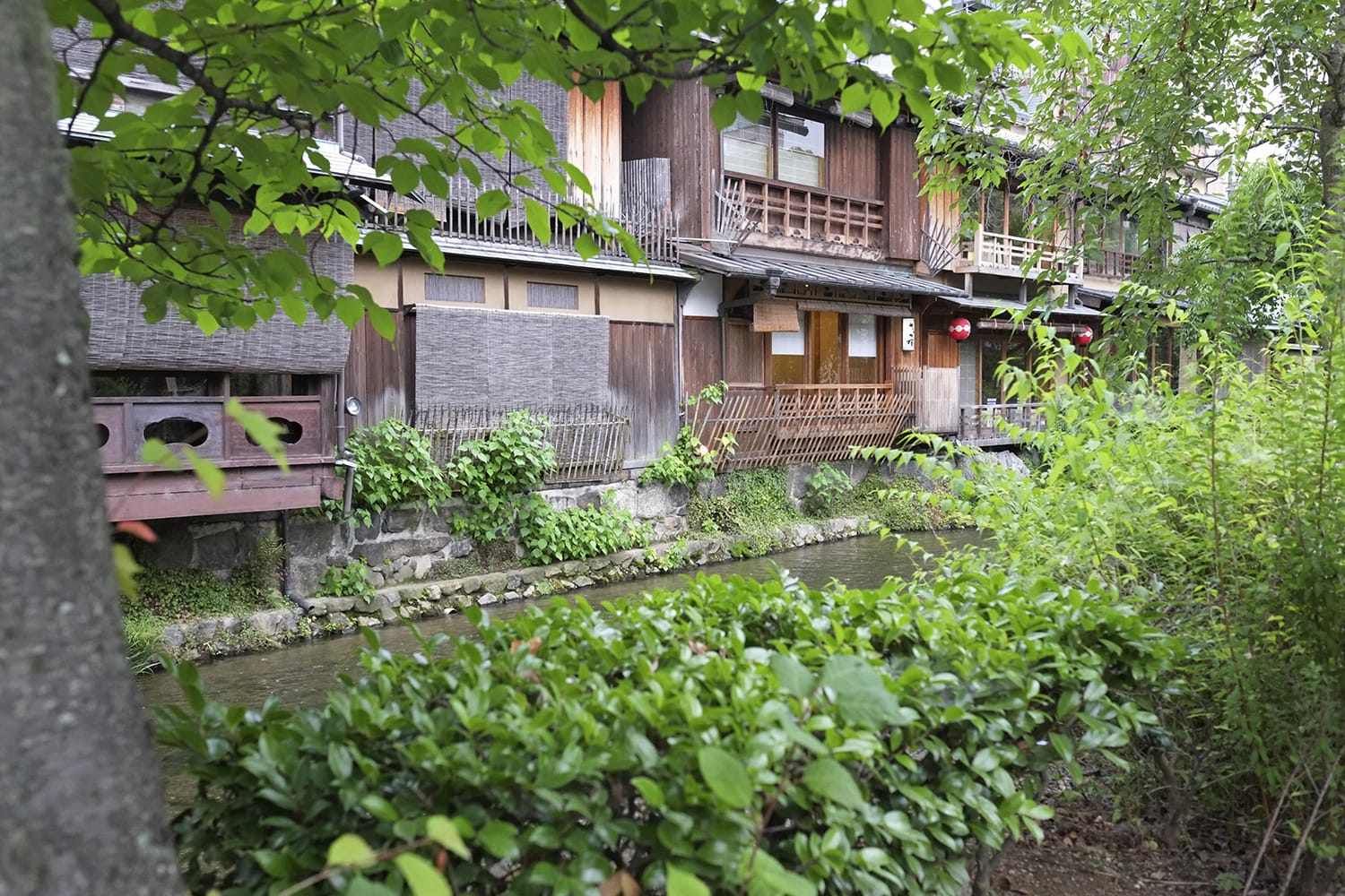 白川の川辺の草木の緑に縁取りと軒を連ねる京町屋の窓辺の風景