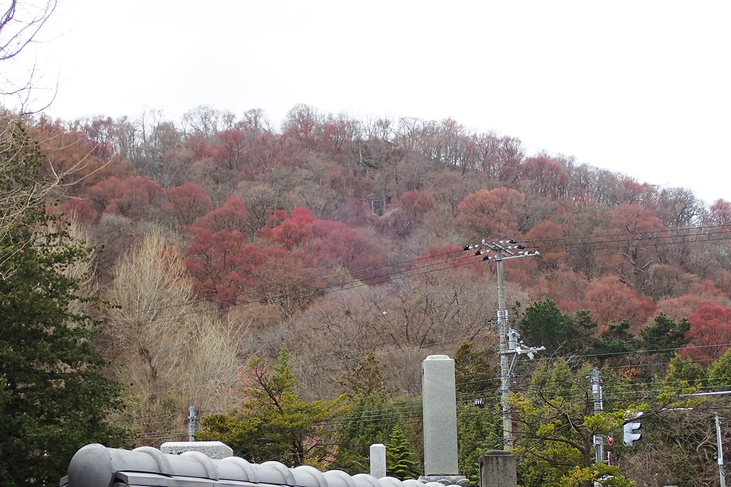 円山のカツラとアカイタヤの葉の赤い芽吹き 春紅葉