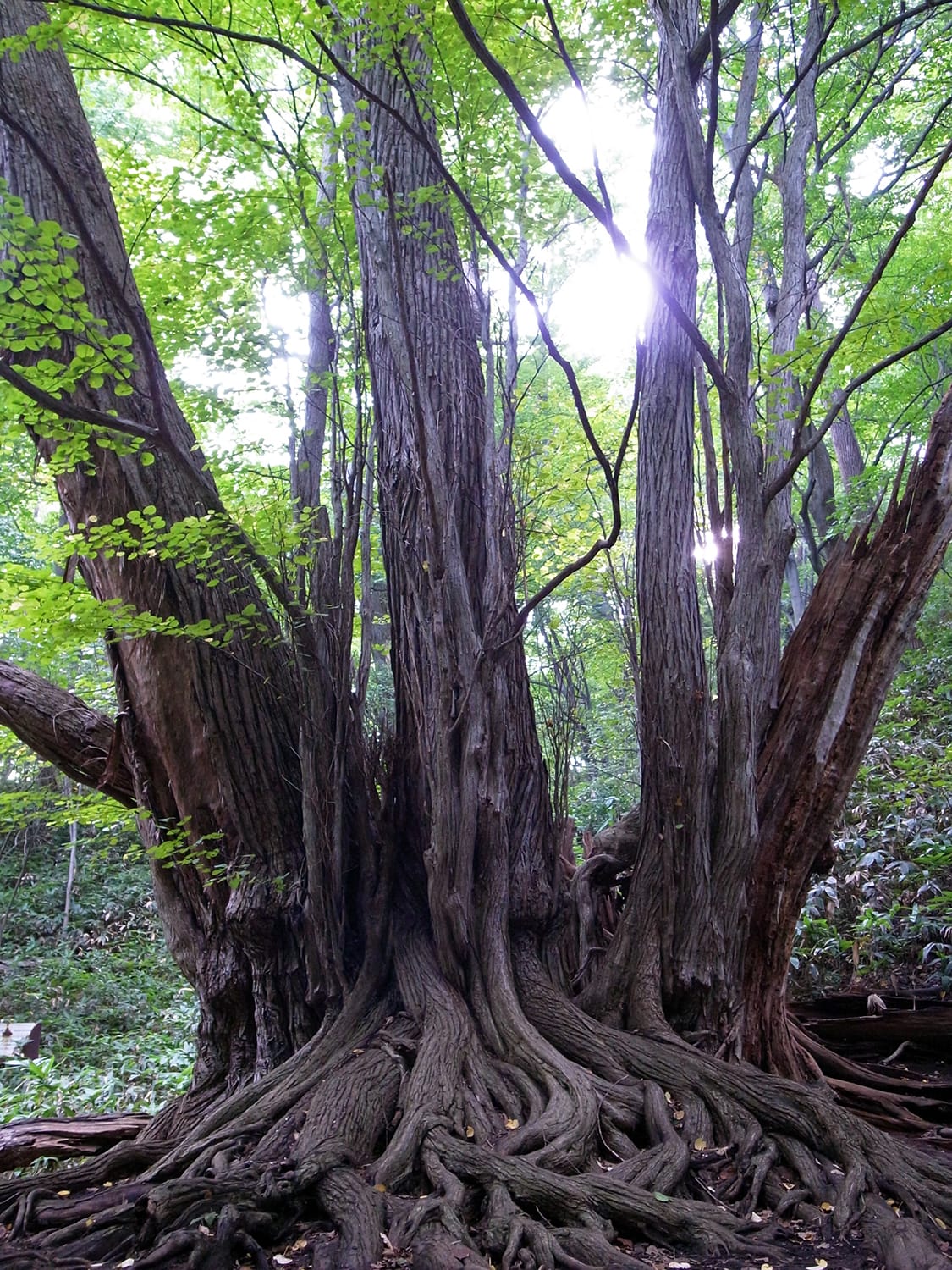 円山原始林に生きる幹囲10メートルを超えるカツラの巨木 ひこばえ株立ち