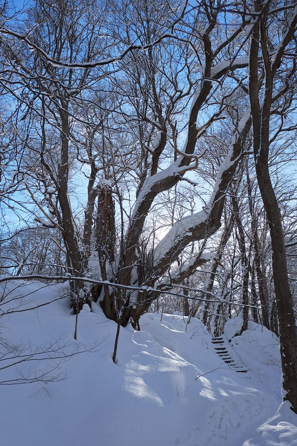雪を被り雪に埋もれる円山原始林のカツラ