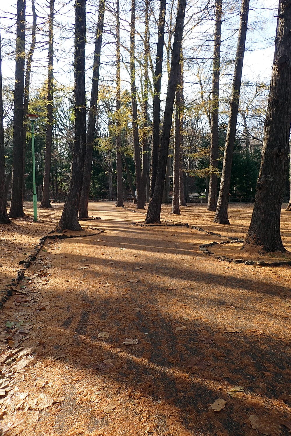 円山公園のカラマツの落葉