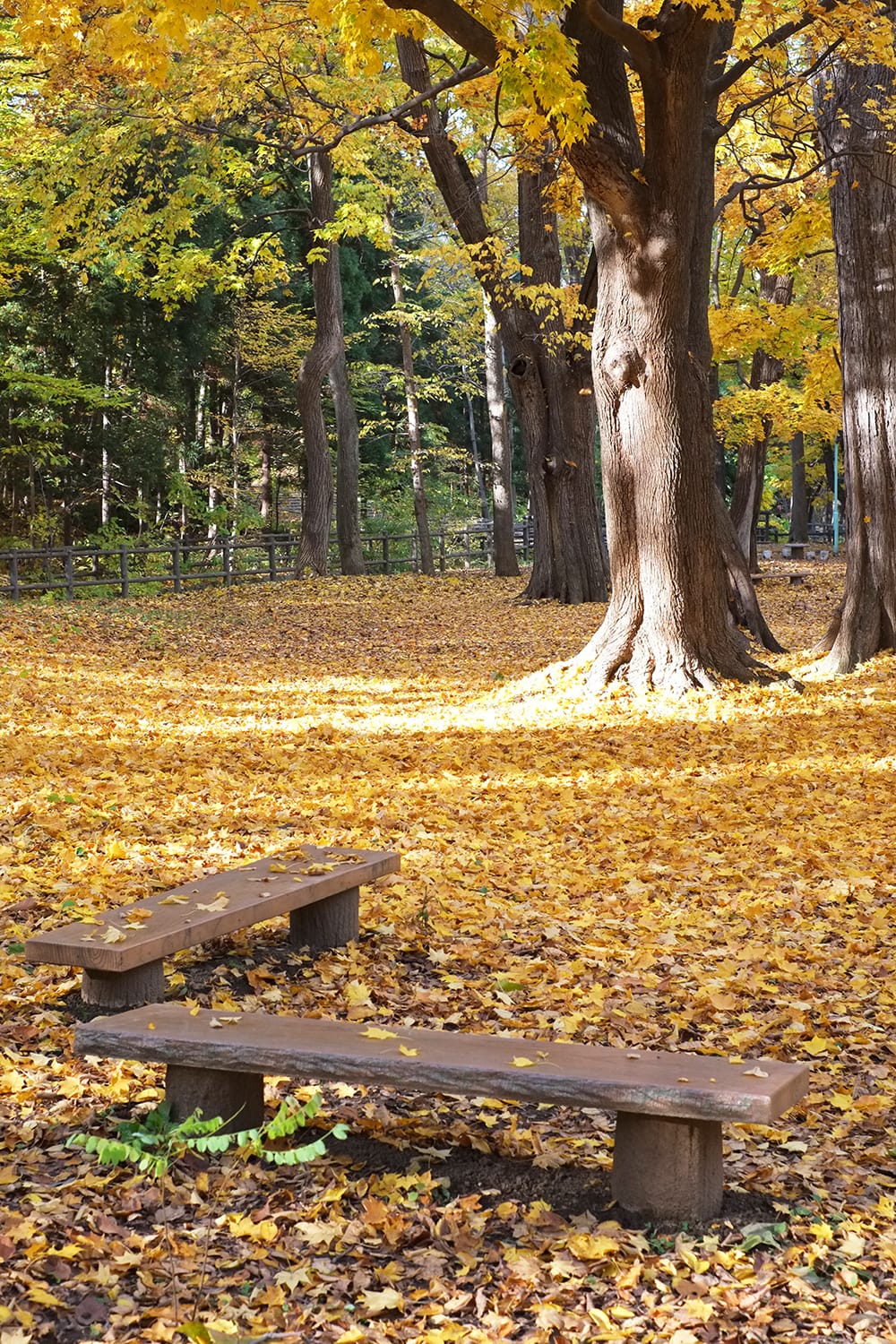 円山公園のイタヤカエデ（エゾイタヤ）の落葉とベンチ