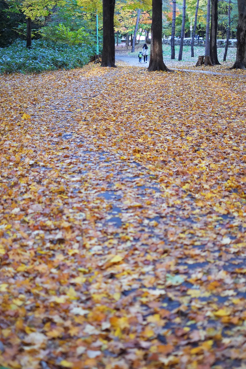 カエデの落葉と円山公園の遊歩道